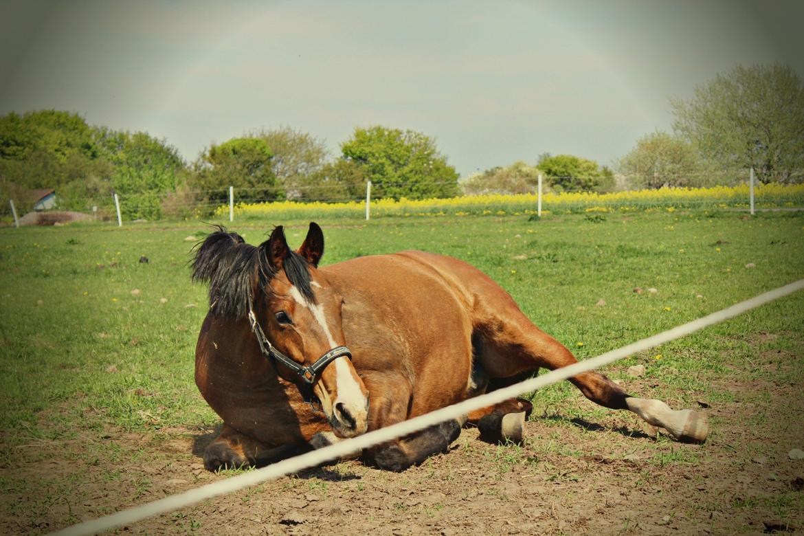 Dansk Varmblod RDH • Capella • billede 3