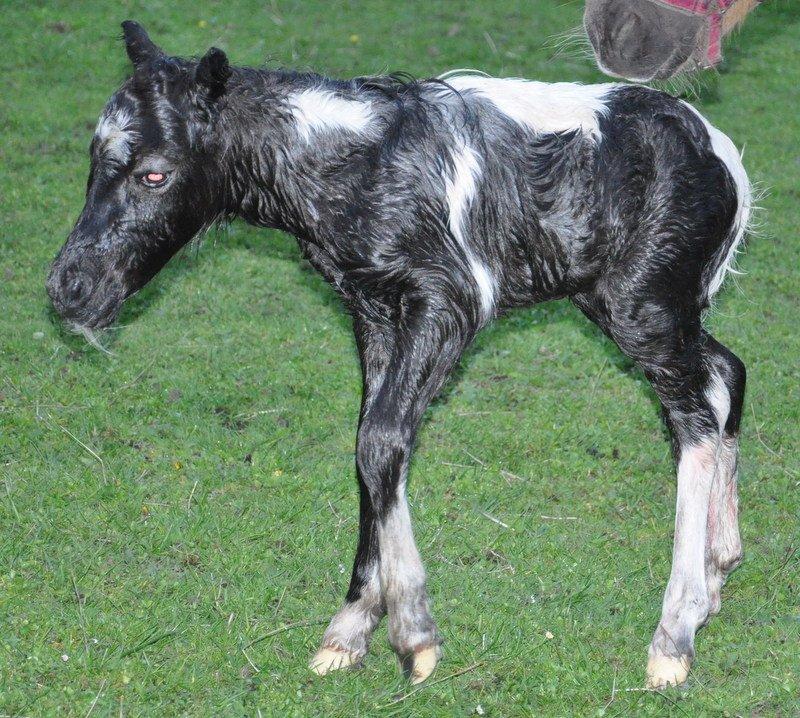 Anden særlig race » Hegnsholts Hopla <3 « - 17.05.2013 - blot få minutter gammel, og netop kommet på benene :-* billede 2