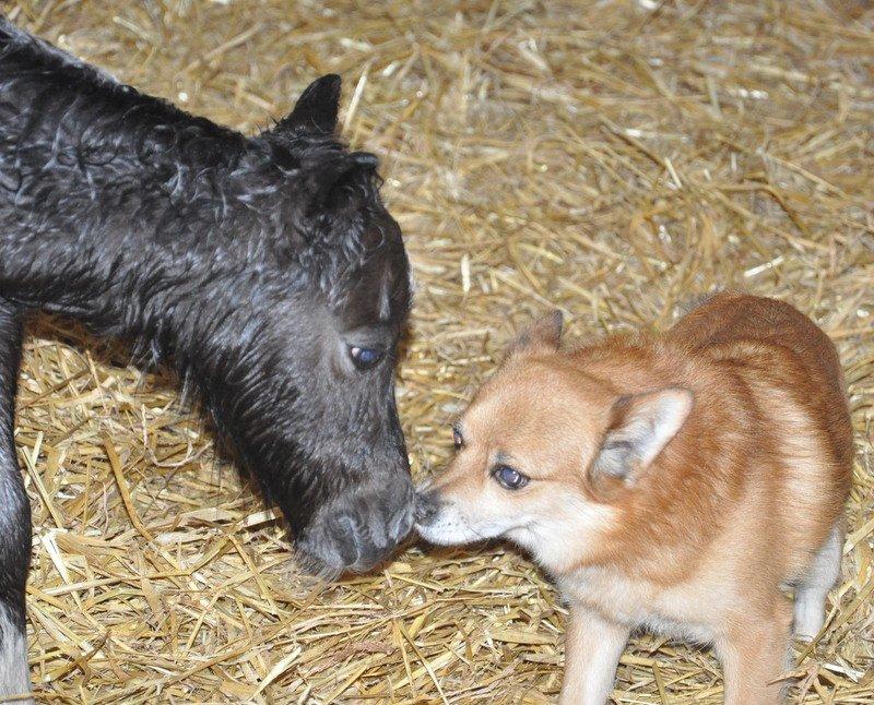 Anden særlig race » Hegnsholts Hopla <3 « - 17.05.2013 - Hopla hilser på vores ene hund, Pax <3 1 time gammel ca. billede 8