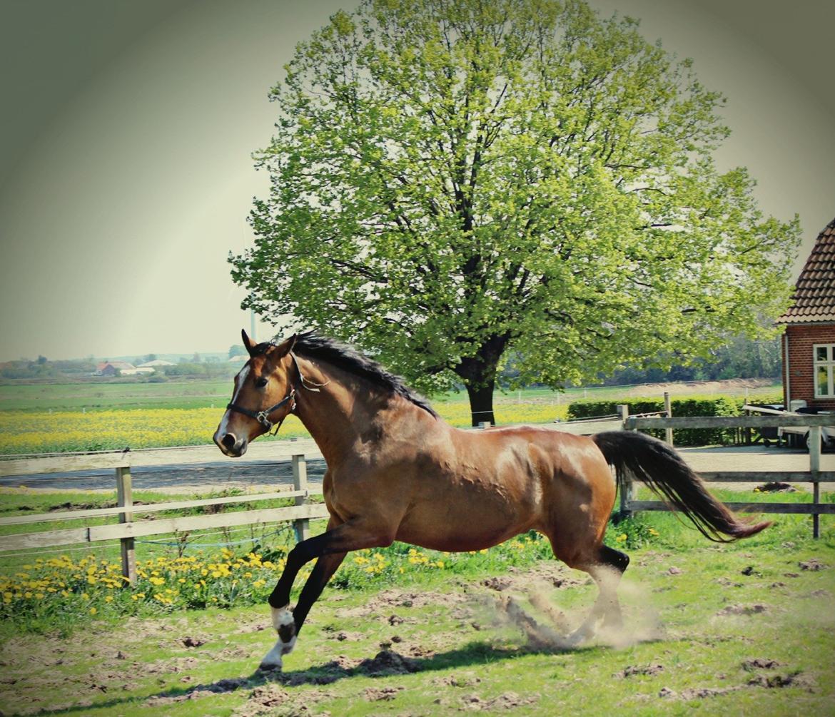 Dansk Varmblod • Charming-Boy • billede 5