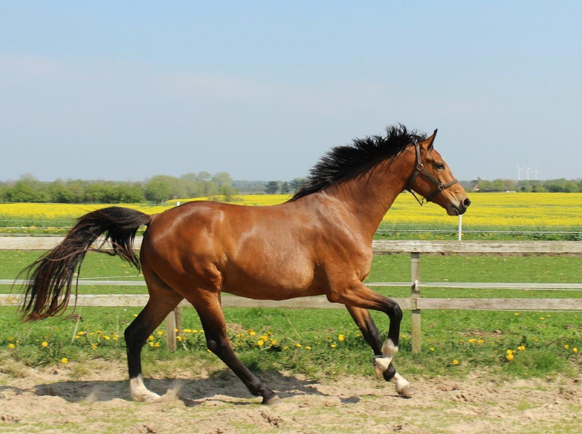 Dansk Varmblod • Charming-Boy • billede 2