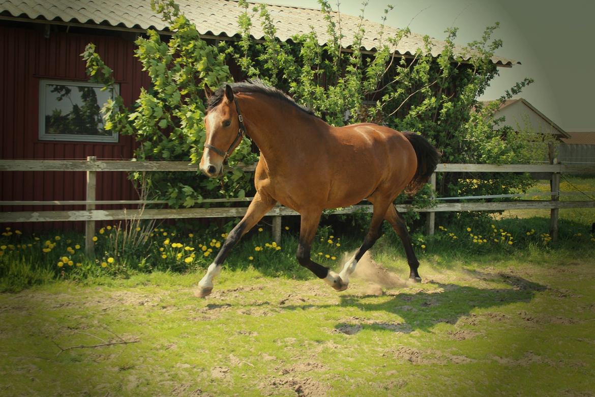 Dansk Varmblod • Charming-Boy • billede 4