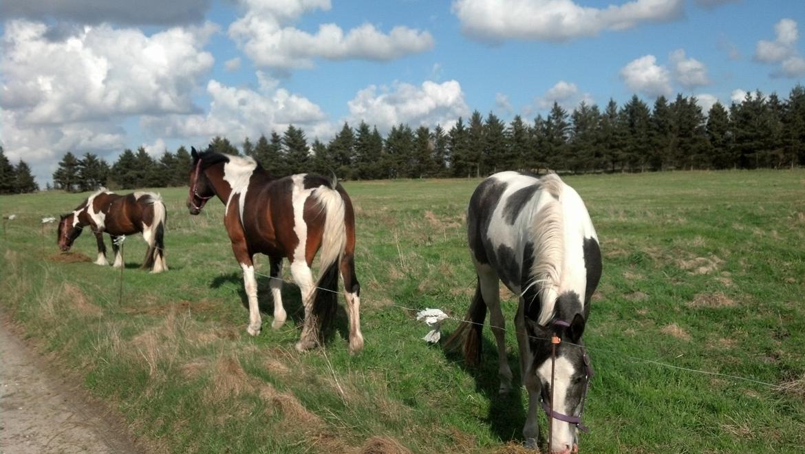 Pinto Triple Chokolade Nymark (Choggi) billede 3