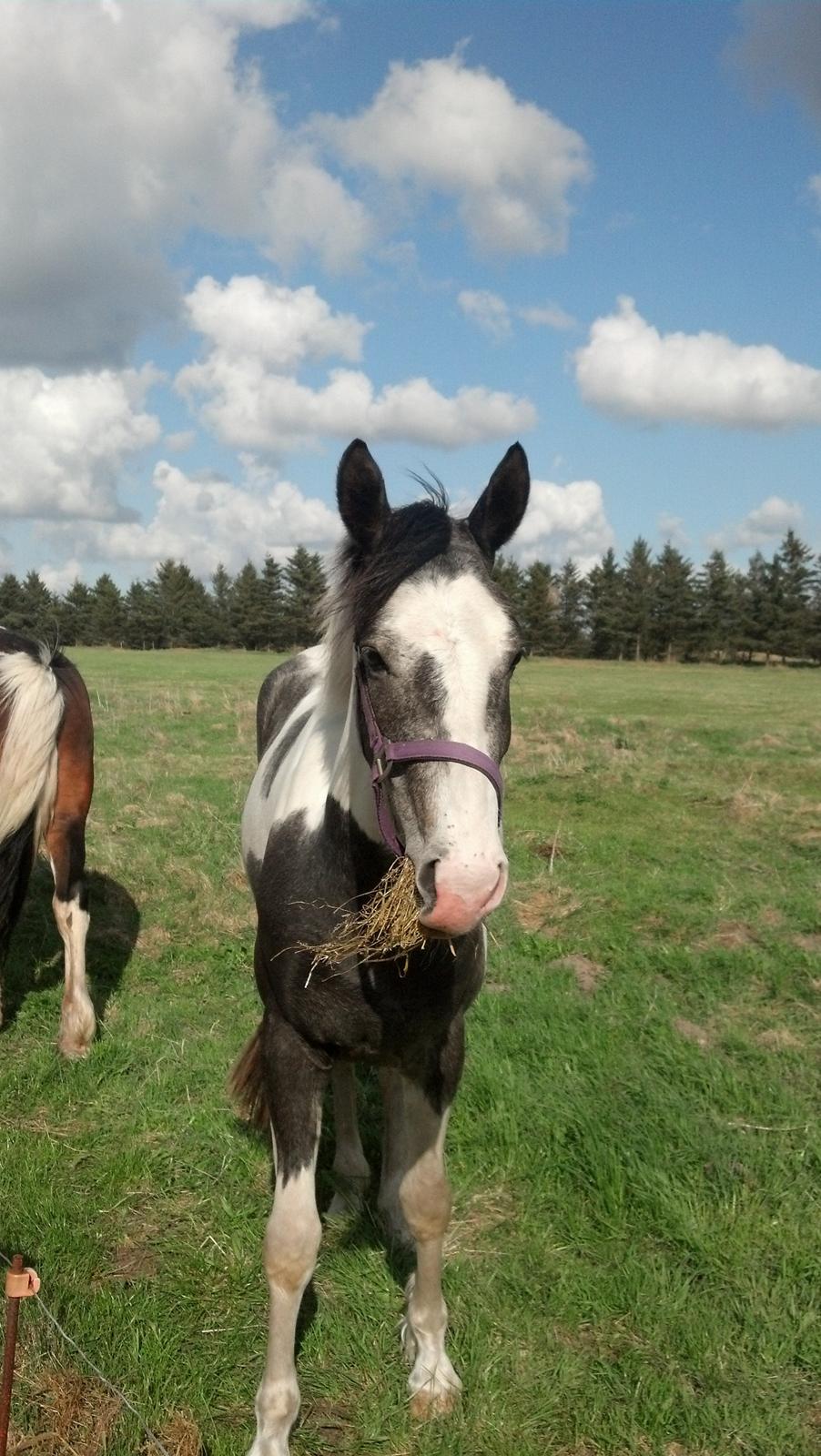 Pinto Triple Chokolade Nymark (Choggi) billede 4