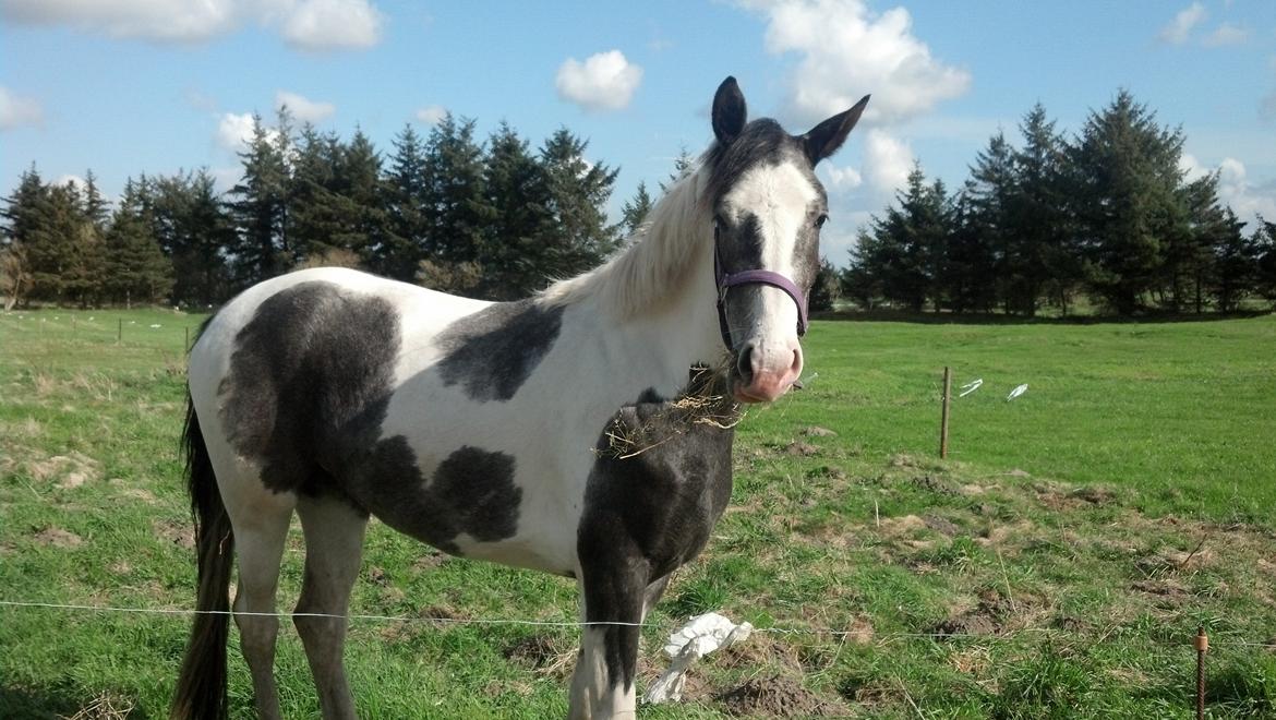Pinto Triple Chokolade Nymark (Choggi) billede 5