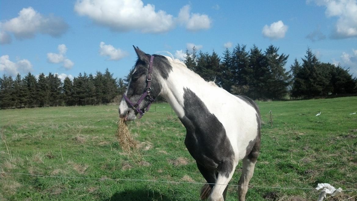 Pinto Triple Chokolade Nymark (Choggi) billede 6