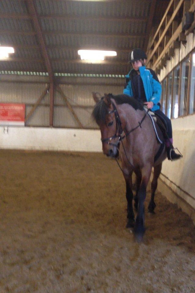 Anden særlig race Magic mix billede 17