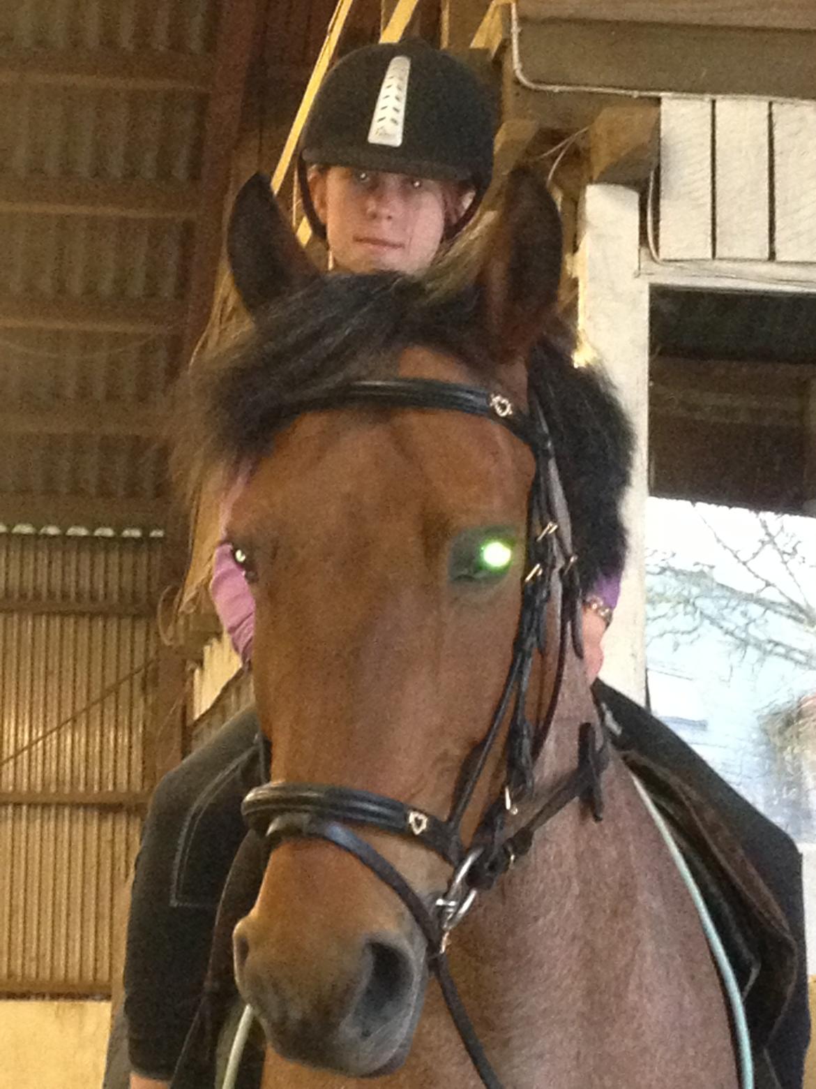 Anden særlig race Magic mix billede 18