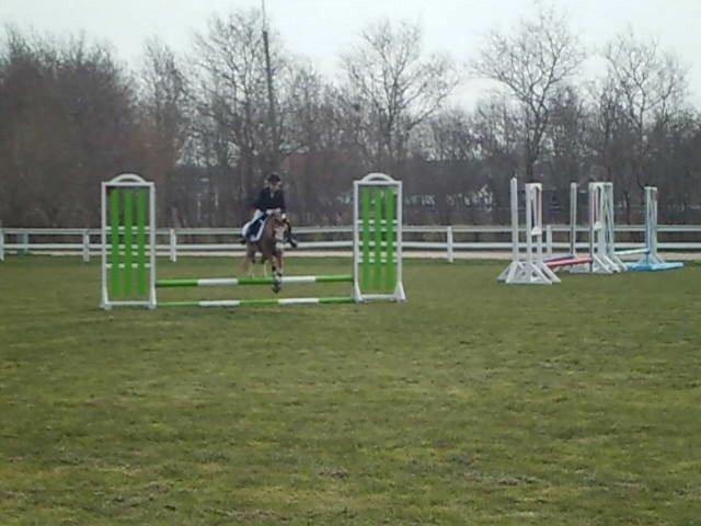 Welsh Mountain (sec A) WATERLAND'S POCAHONTAS billede 2