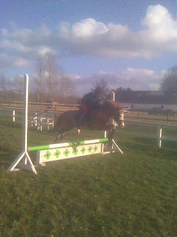 Welsh Mountain (sec A) WATERLAND'S POCAHONTAS billede 5