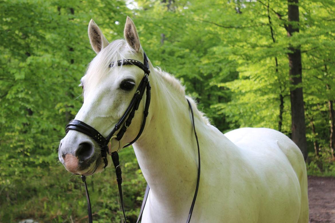 Hollandsk Sportspony Powergirl A-PONY - Hvor er du bare smuk! billede 12