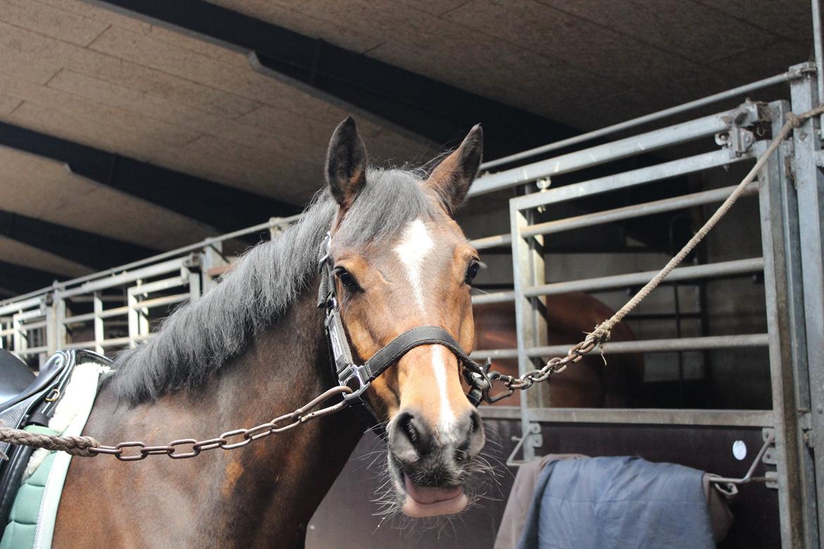 Anden særlig race Ego A Go Go - ''Jeg rækker tunge til dig, for jeg er en fræk pony;-).'' billede 9