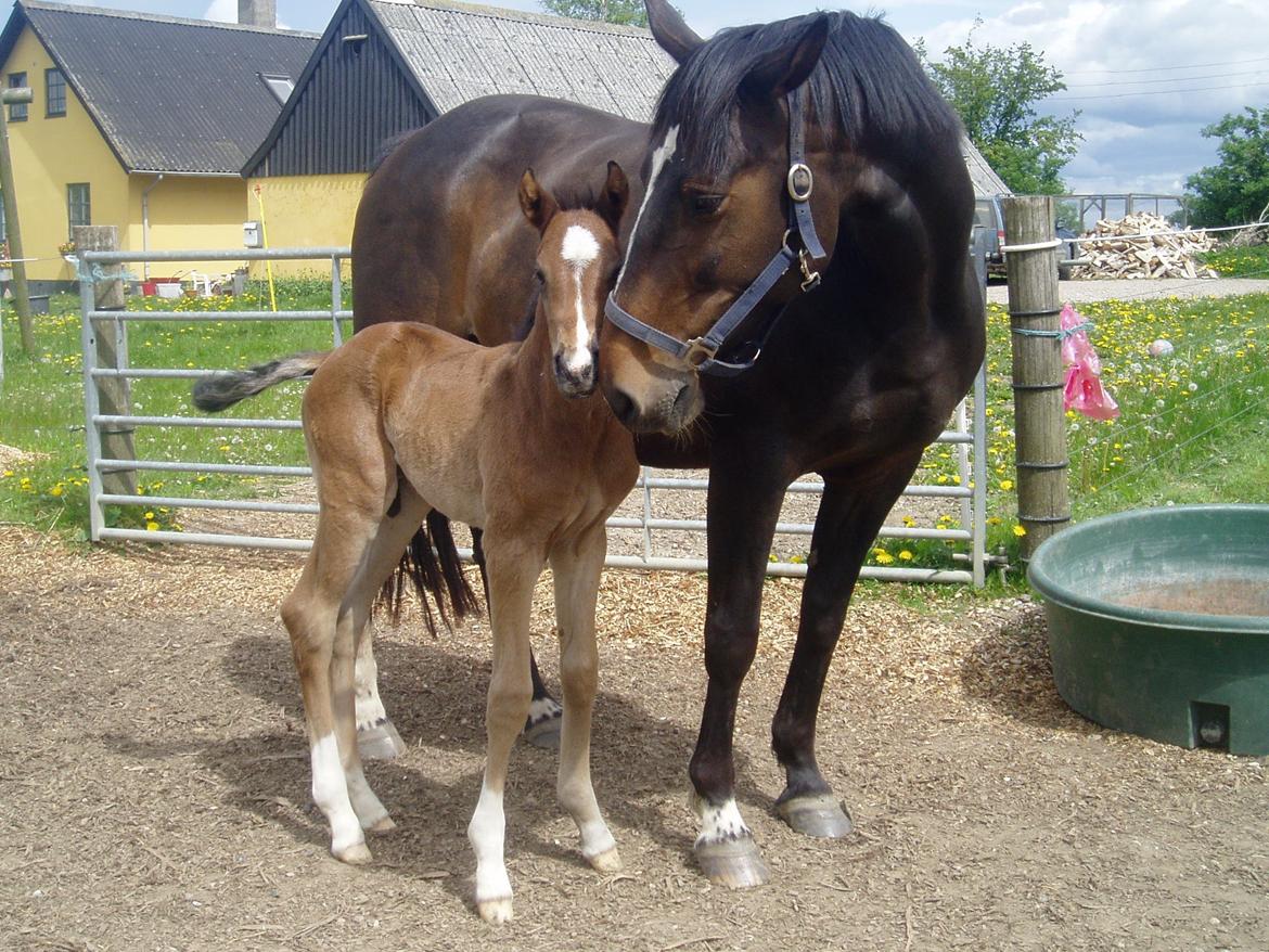 Dansk Varmblod Bukkerups Aiko - Aiko som føl. | Billede lånt af avler. billede 8