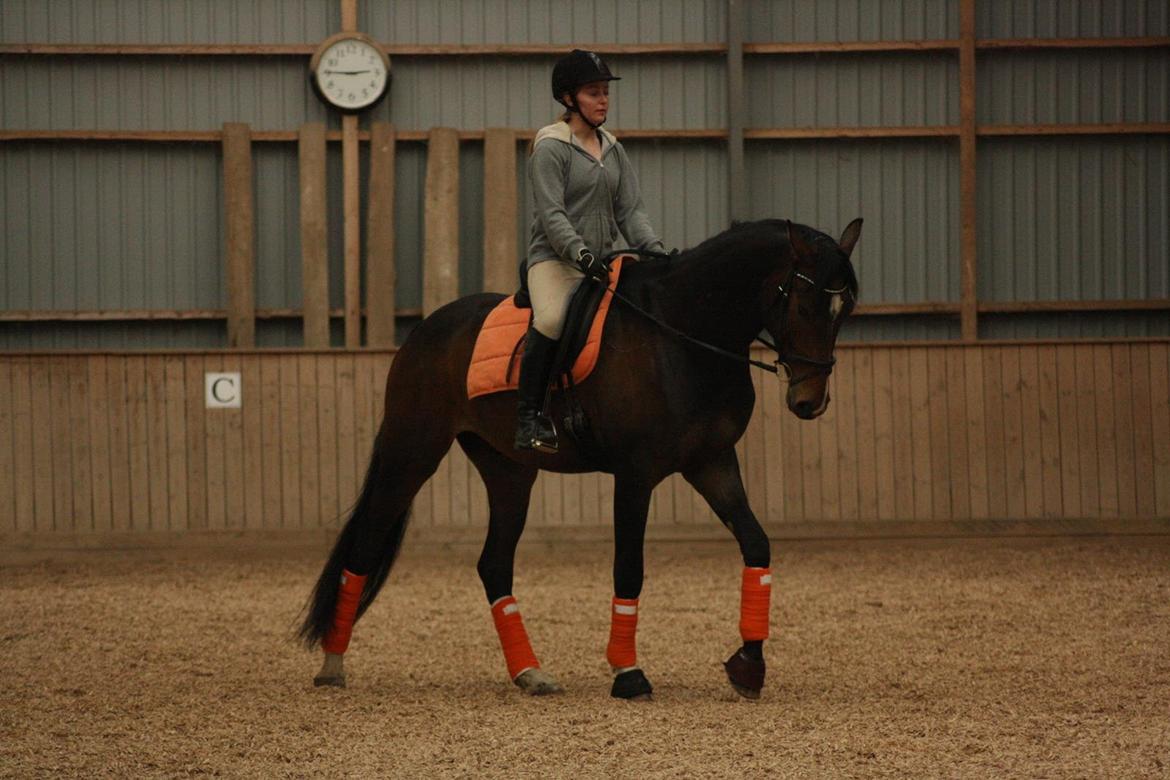 Dansk Varmblod Bukkerups Aiko - Foto: Sabrine Gadehøj 11. maj 2013 billede 7