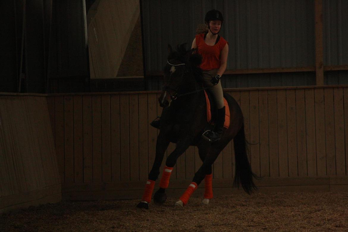 Dansk Varmblod Bukkerups Aiko - WRUUUUM!!! | Foto: Sabrine Gadehøj 11. maj 2013 billede 10