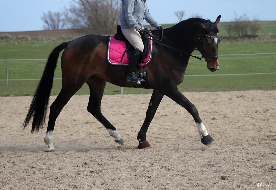 Dansk Varmblod Bukkerups Aiko - Foto: Klara Nørrekær Lund 23. april 2013 billede 11