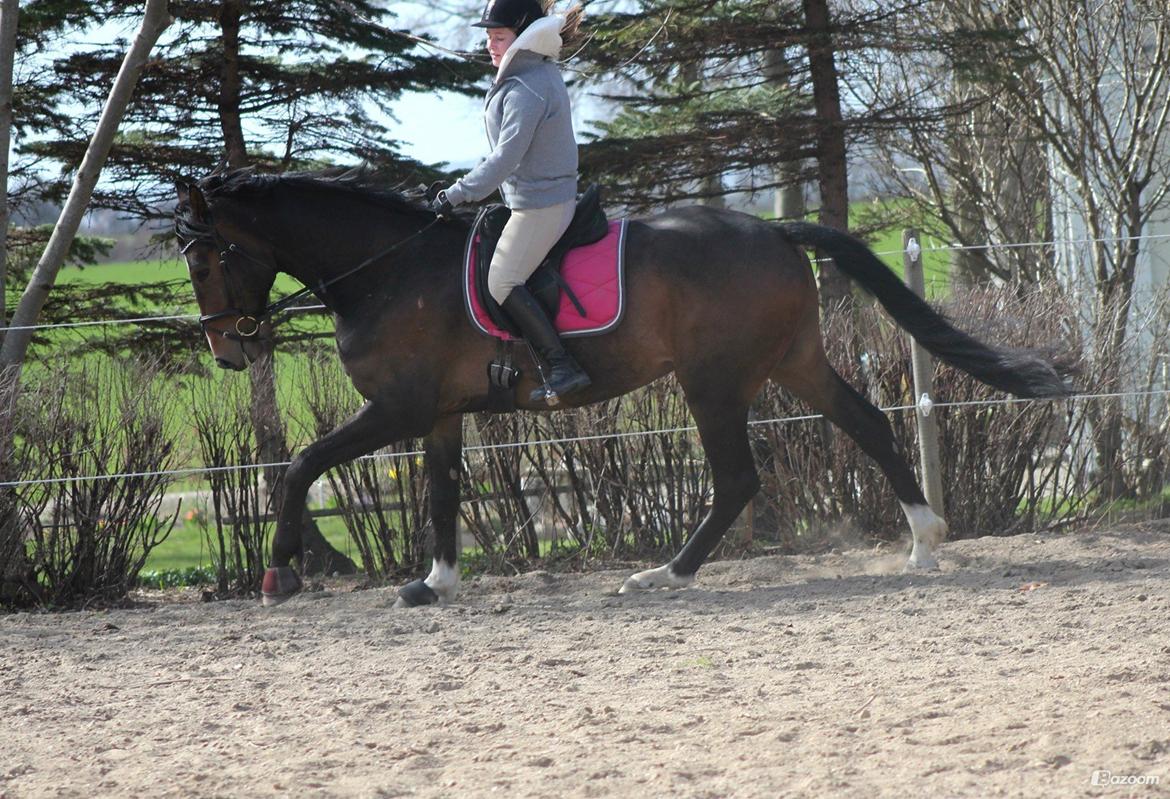 Dansk Varmblod Bukkerups Aiko - Foto: Klara Nørrekær Lund 23. april 2013 billede 16