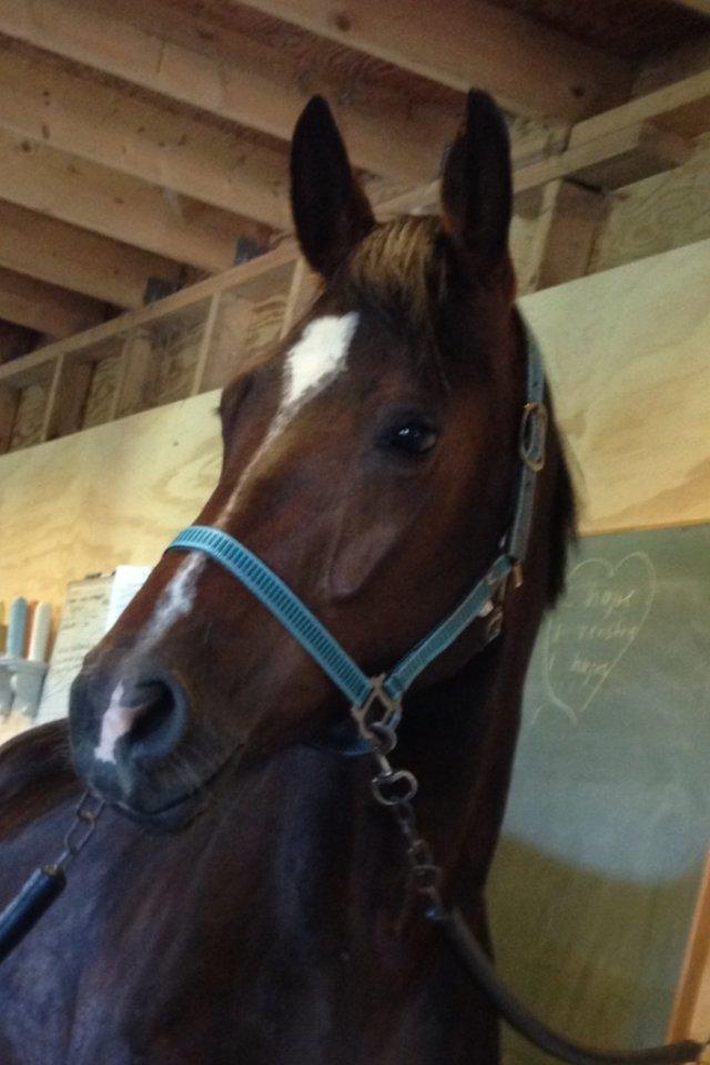 Dansk Varmblod Quanta La Mera Kilen - Smukke Quanta på staldgangen billede 2