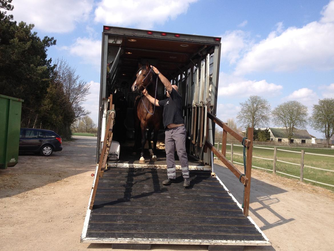 Dansk Varmblod Quanta La Mera Kilen - Da hun kom med transporteren billede 3