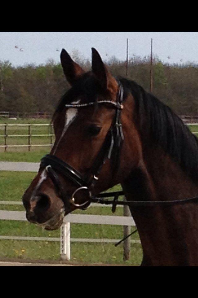 Dansk Varmblod Quanta La Mera Kilen billede 1