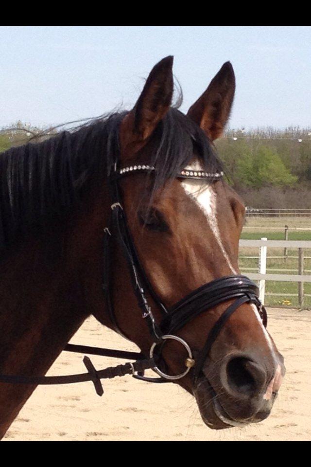 Dansk Varmblod Quanta La Mera Kilen billede 4