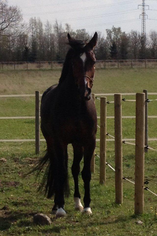 Dansk Varmblod Quanta La Mera Kilen - Qaunta på fold billede 5