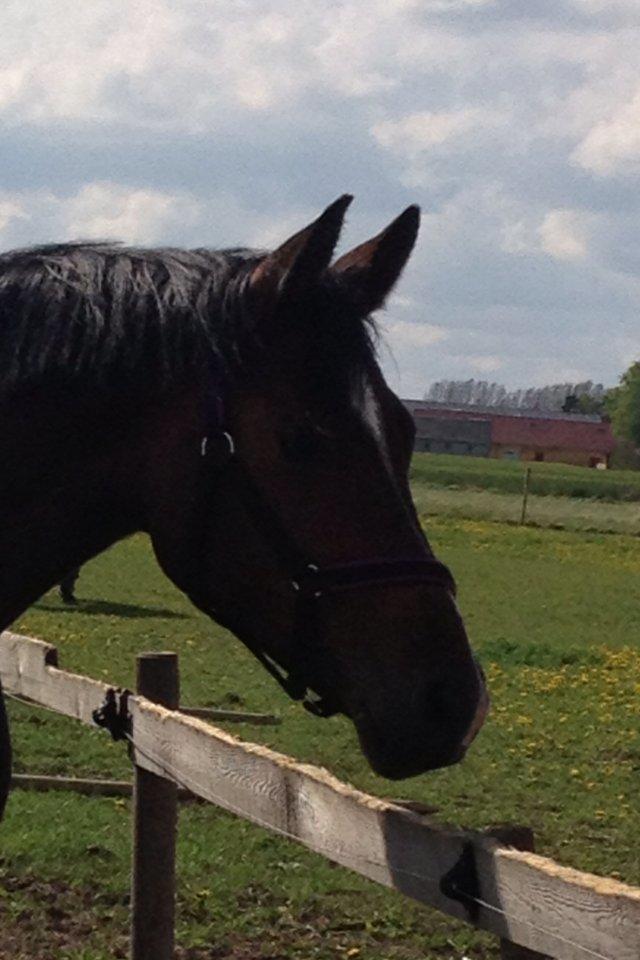 Dansk Varmblod Quanta La Mera Kilen billede 6