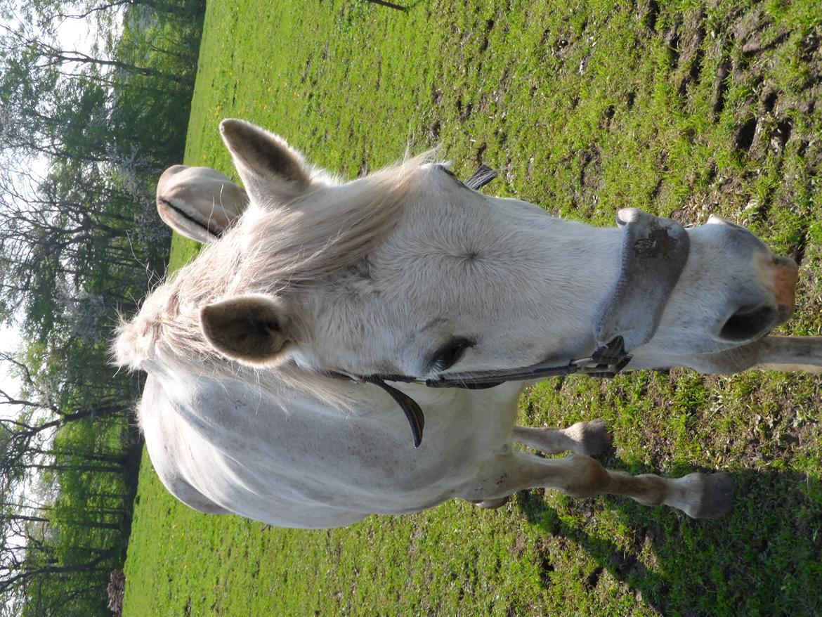 Anden særlig race Søvinds Silvermoon <3 R.I.P <3 :'( - silver dyret hygger sig på sommergræs :) 18-5-2013 billede 20