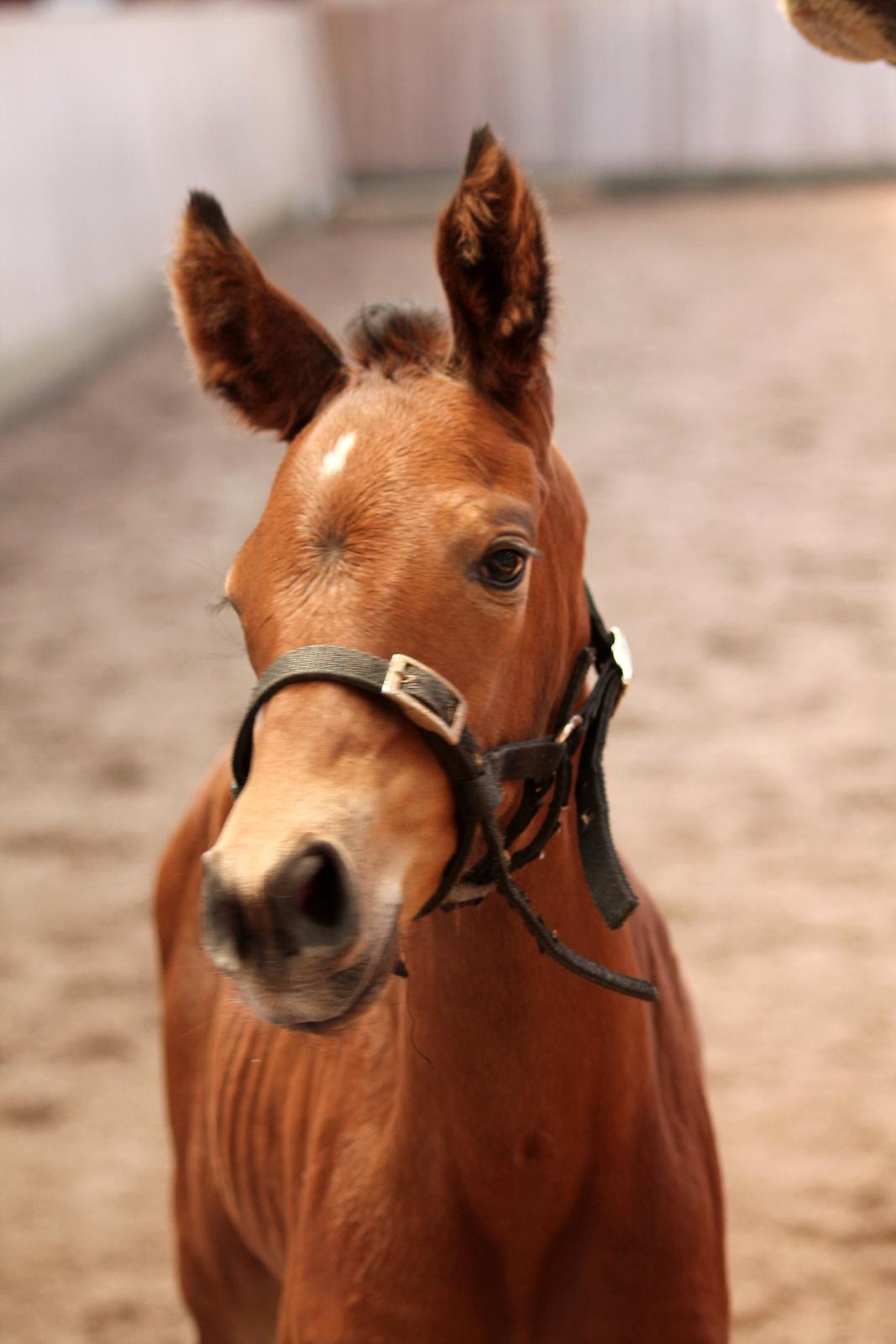 Dansk Varmblod Schnell's Cashin'Out O. billede 3