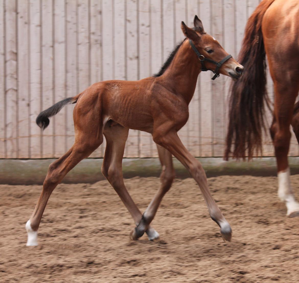 Dansk Varmblod Schnell's Cashin'Out O. billede 4