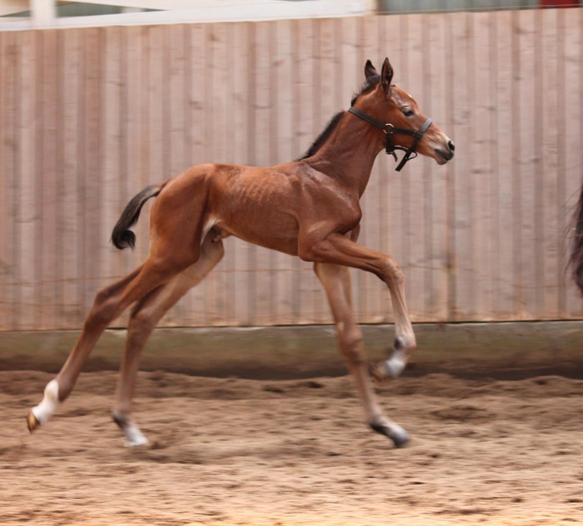 Dansk Varmblod Schnell's Cashin'Out O. billede 2