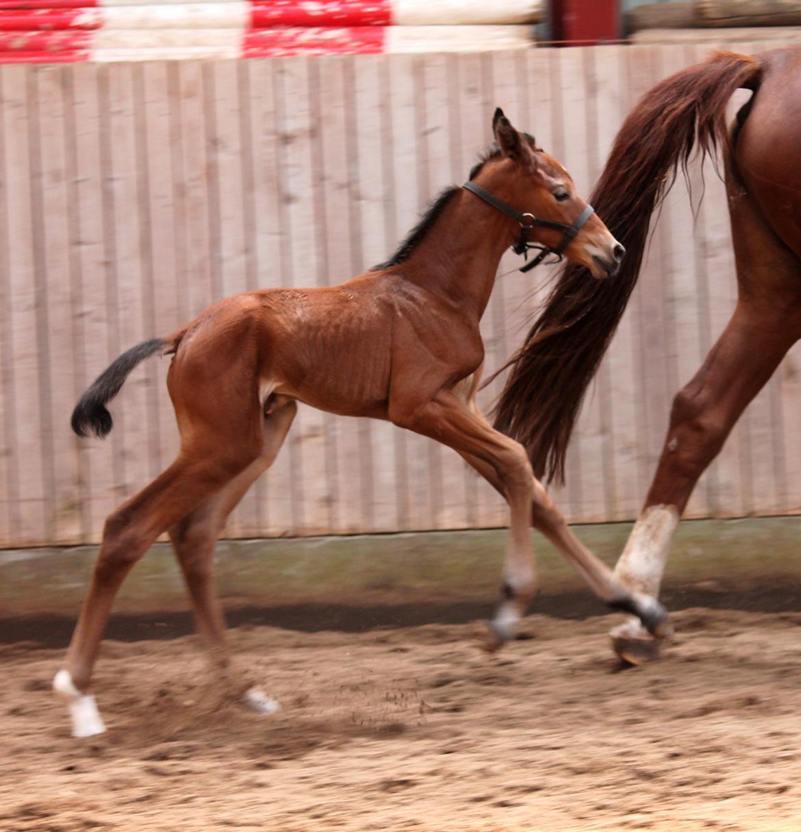 Dansk Varmblod Schnell's Cashin'Out O. billede 5