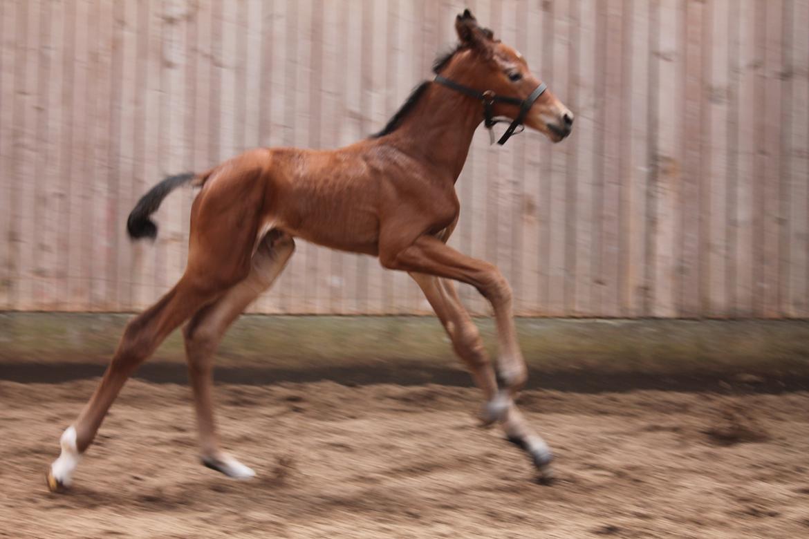 Dansk Varmblod Schnell's Cashin'Out O. billede 6