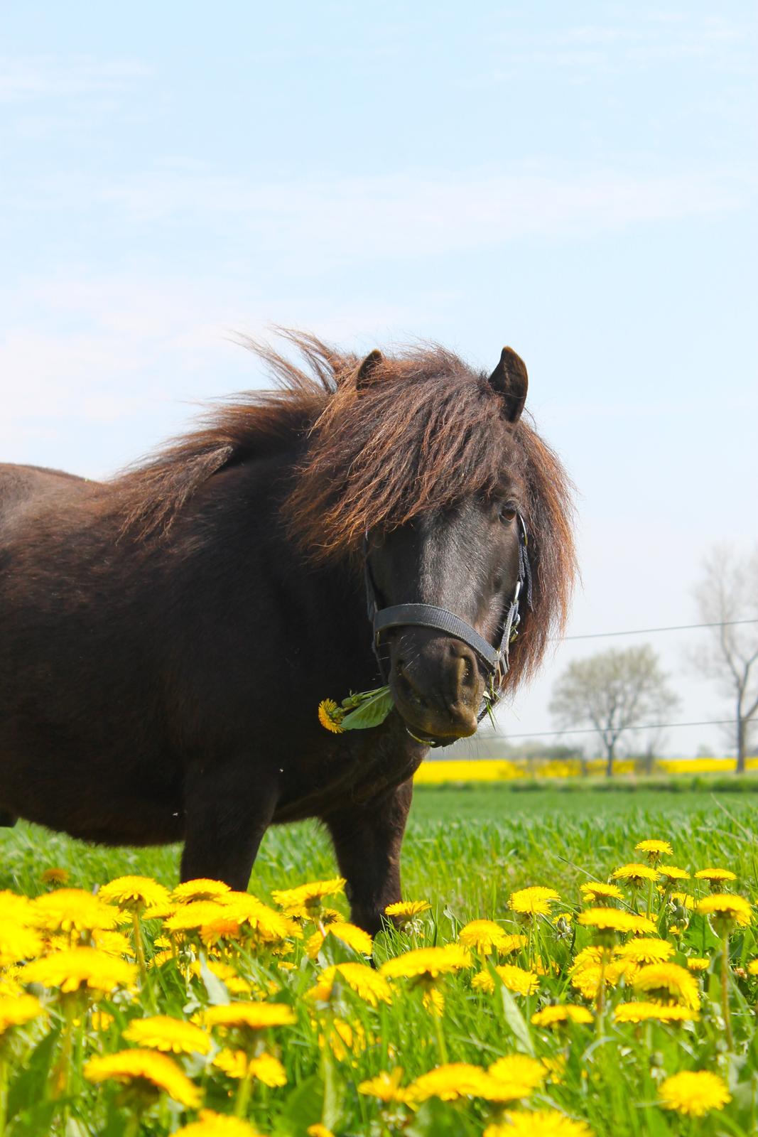 Shetlænder Bølle - Mælkebøtter <3 billede 1