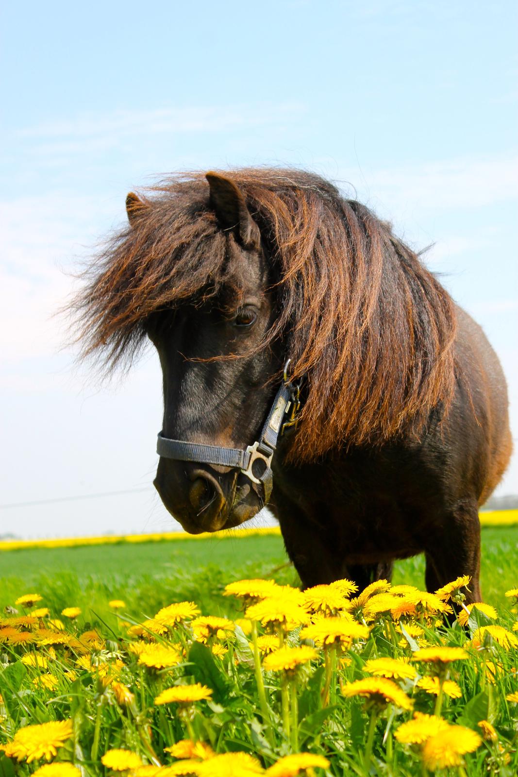 Shetlænder Bølle billede 2