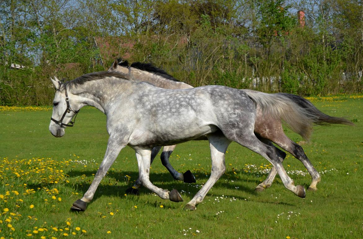 Dansk Varmblod Årup Mølles Lancóme billede 9