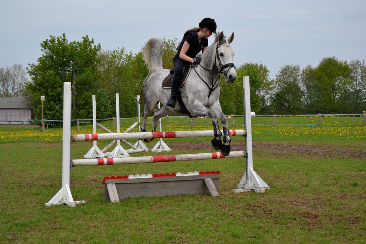 Dansk Varmblod Årup Mølles Lancóme billede 4