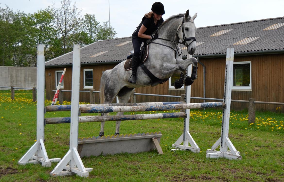 Dansk Varmblod Årup Mølles Lancóme billede 3