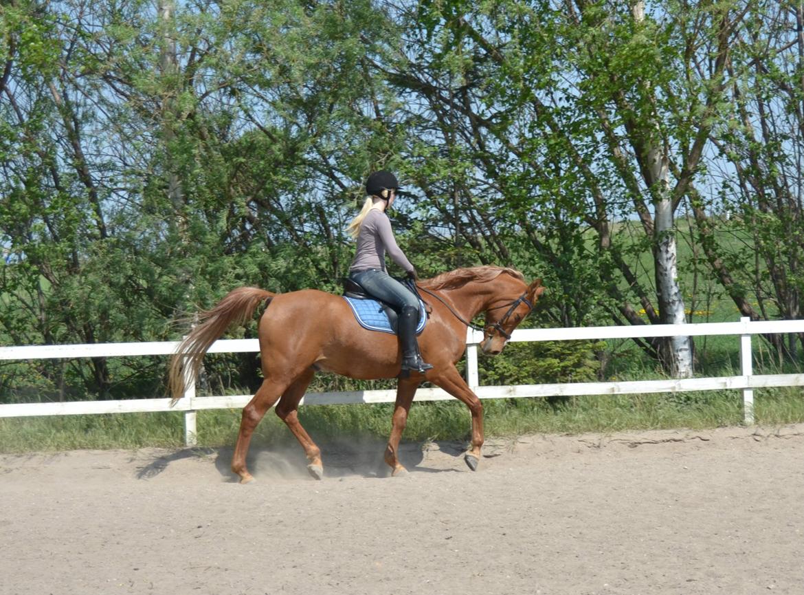 Arabisk fuldblod (OX) C.A. Mezat billede 12