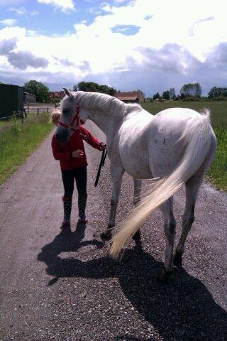 Arabisk fuldblod (OX) Cezanne billede 5