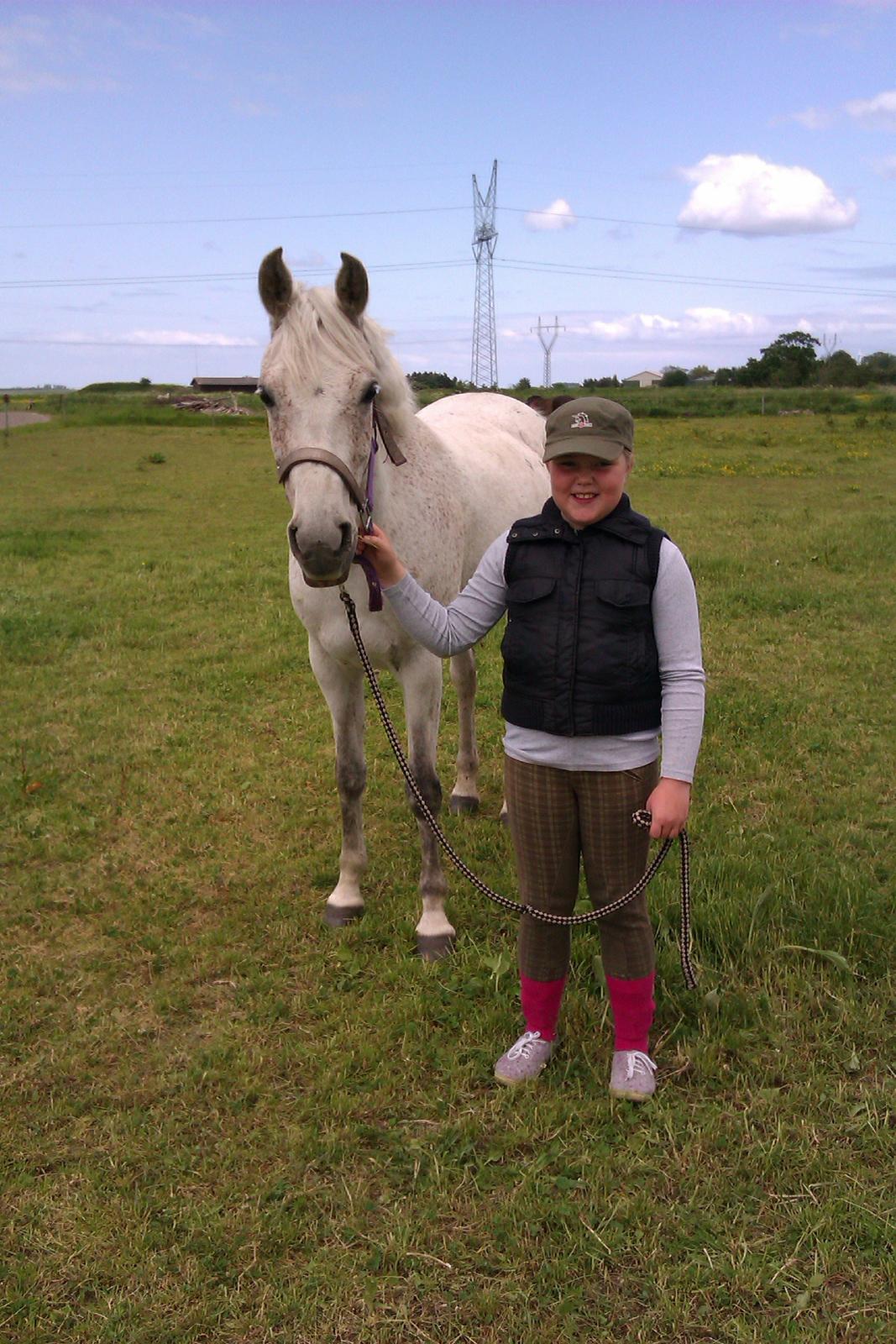 Arabisk fuldblod (OX) Cezanne billede 6