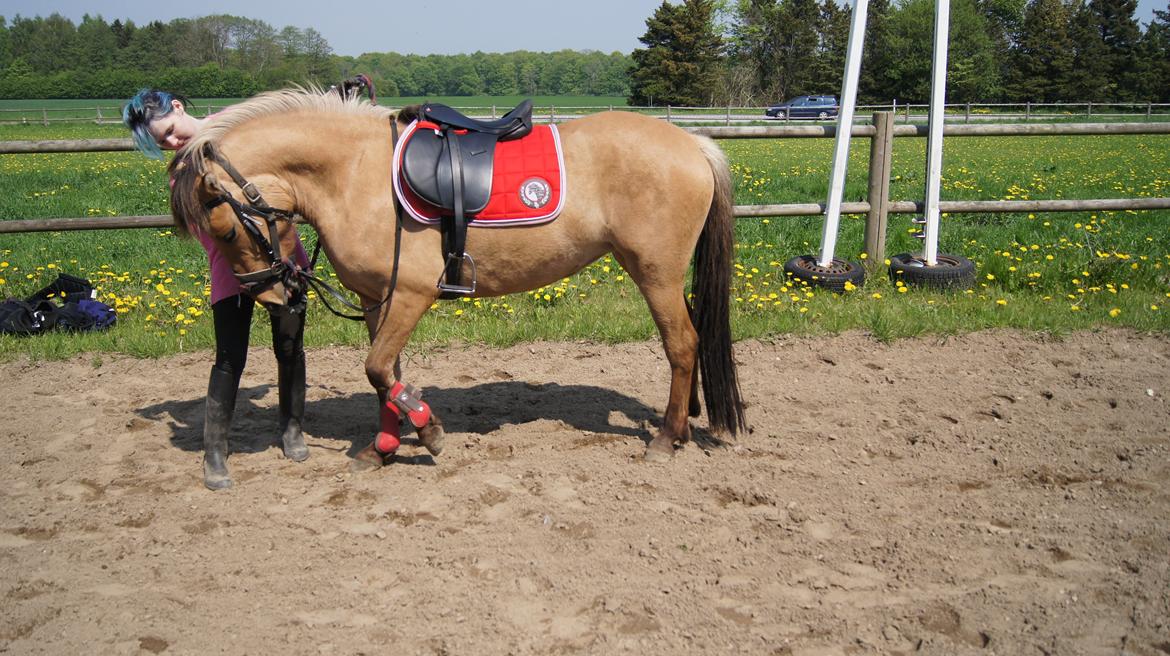Anden særlig race Prinsesse Luna SOLGT - after at have haft rytter på står man lige og får nogle guffer ;) billede 8