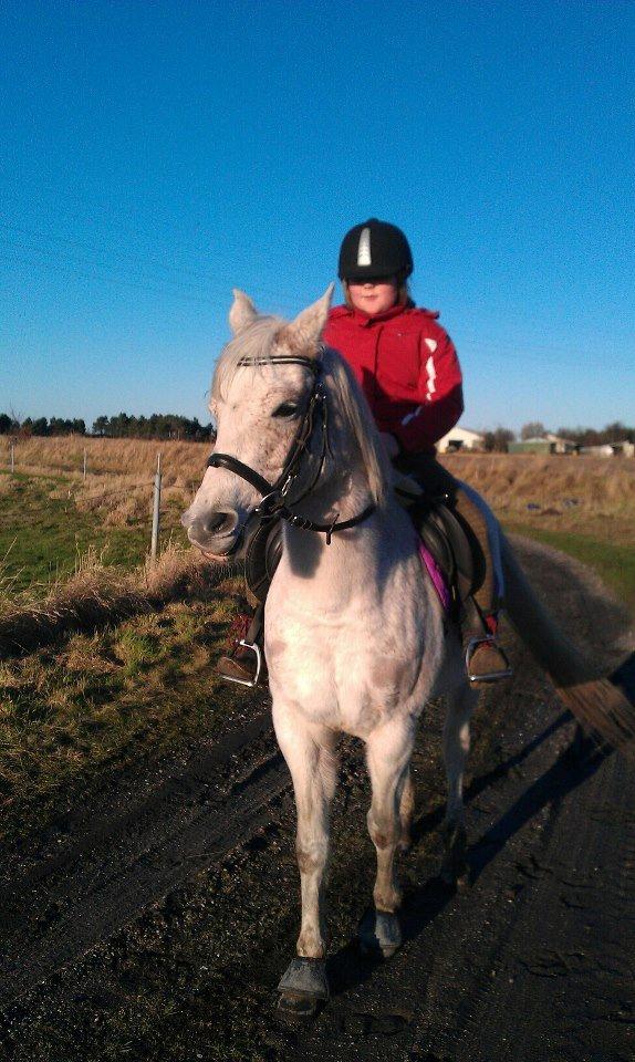 Arabisk fuldblod (OX) Cezanne billede 7