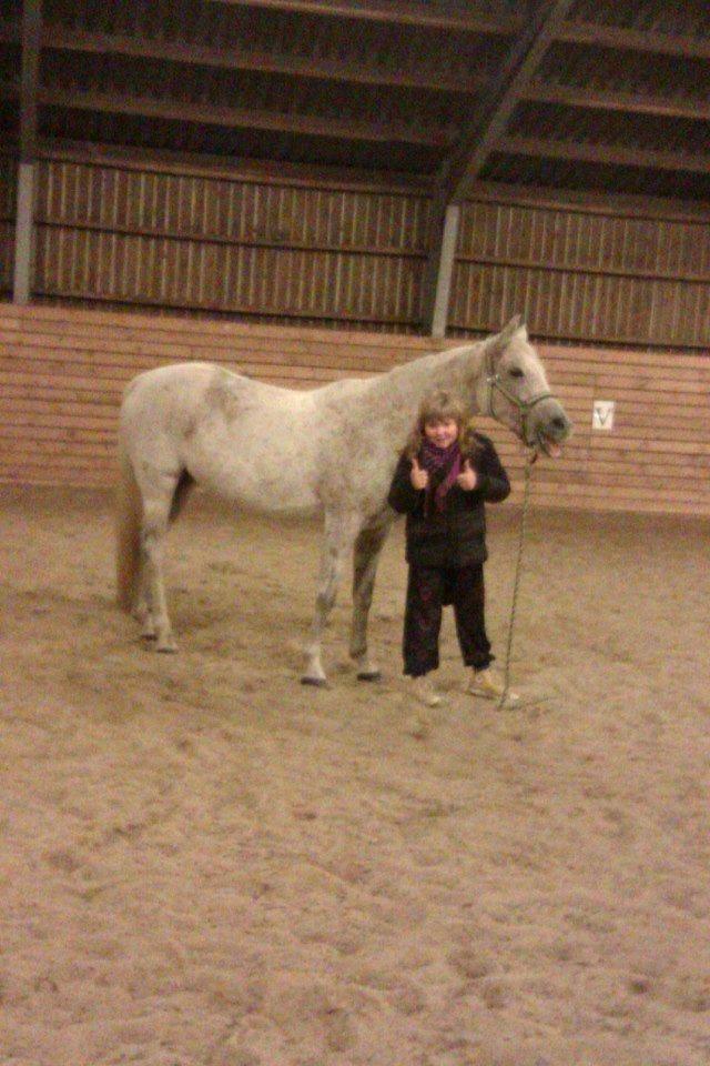 Arabisk fuldblod (OX) Cezanne billede 8