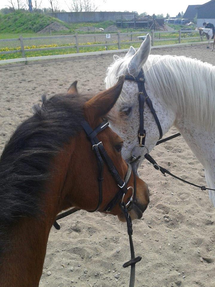 Arabisk fuldblod (OX) Cezanne billede 9