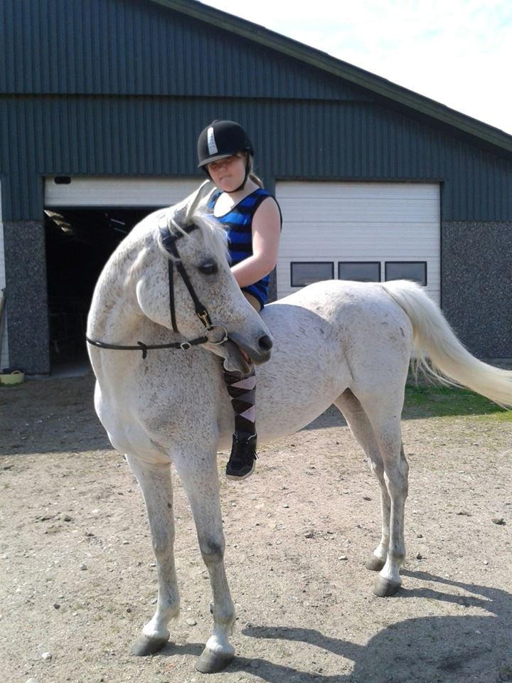 Arabisk fuldblod (OX) Cezanne billede 3