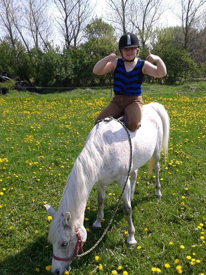 Arabisk fuldblod (OX) Cezanne billede 10