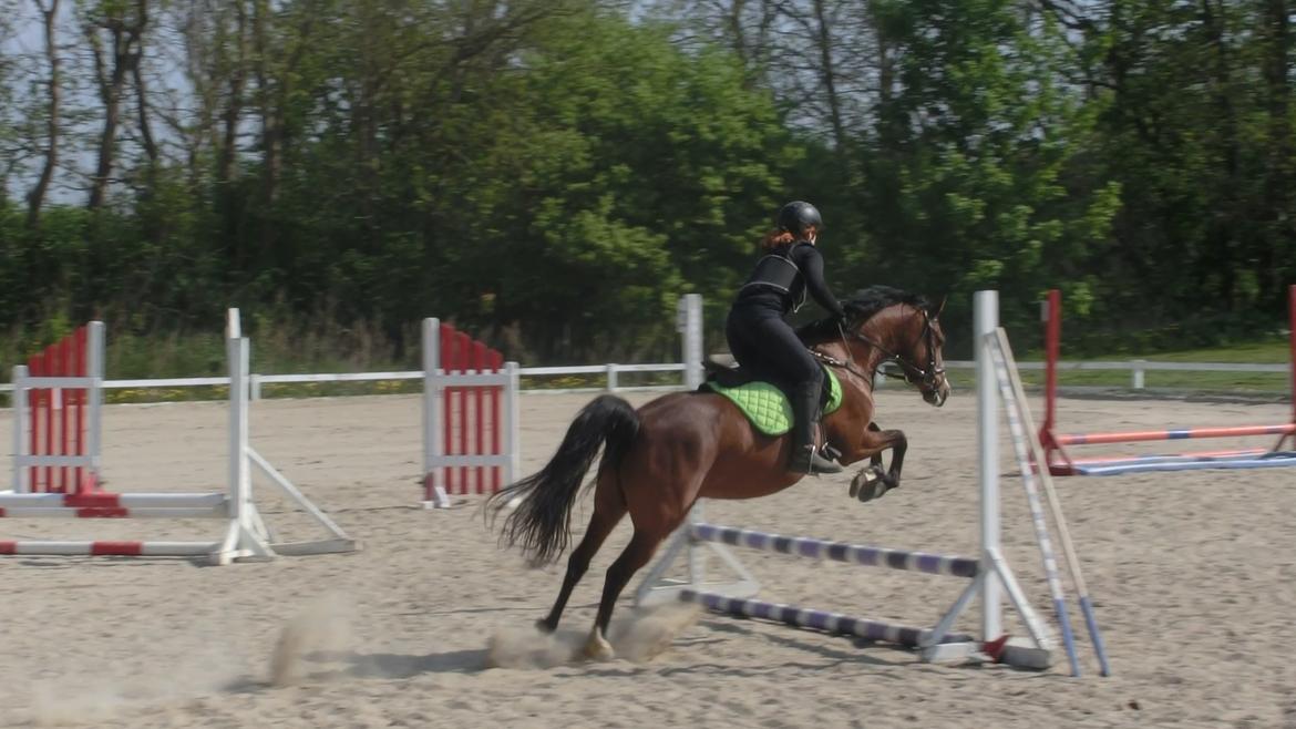 Welsh Partbred (Sec F) Lafayettte (Lami) billede 6