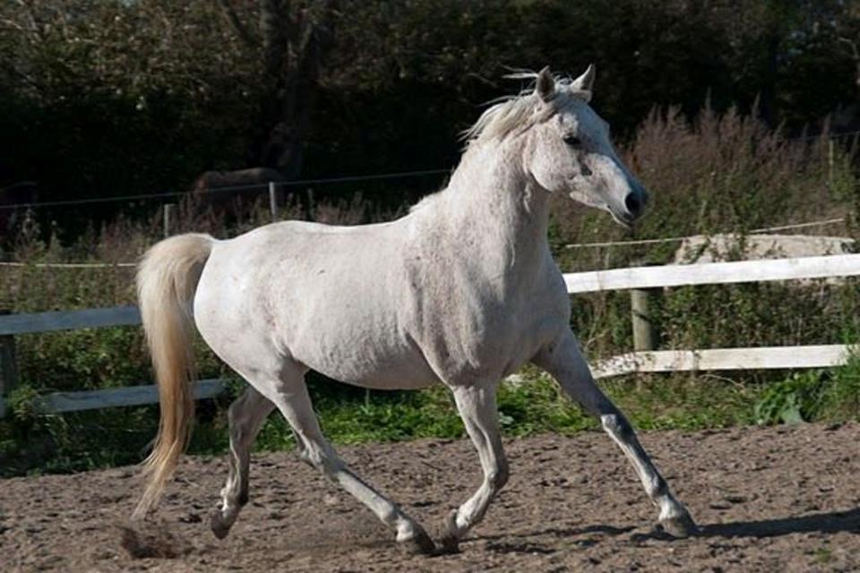 Arabisk fuldblod (OX) Cezanne billede 1