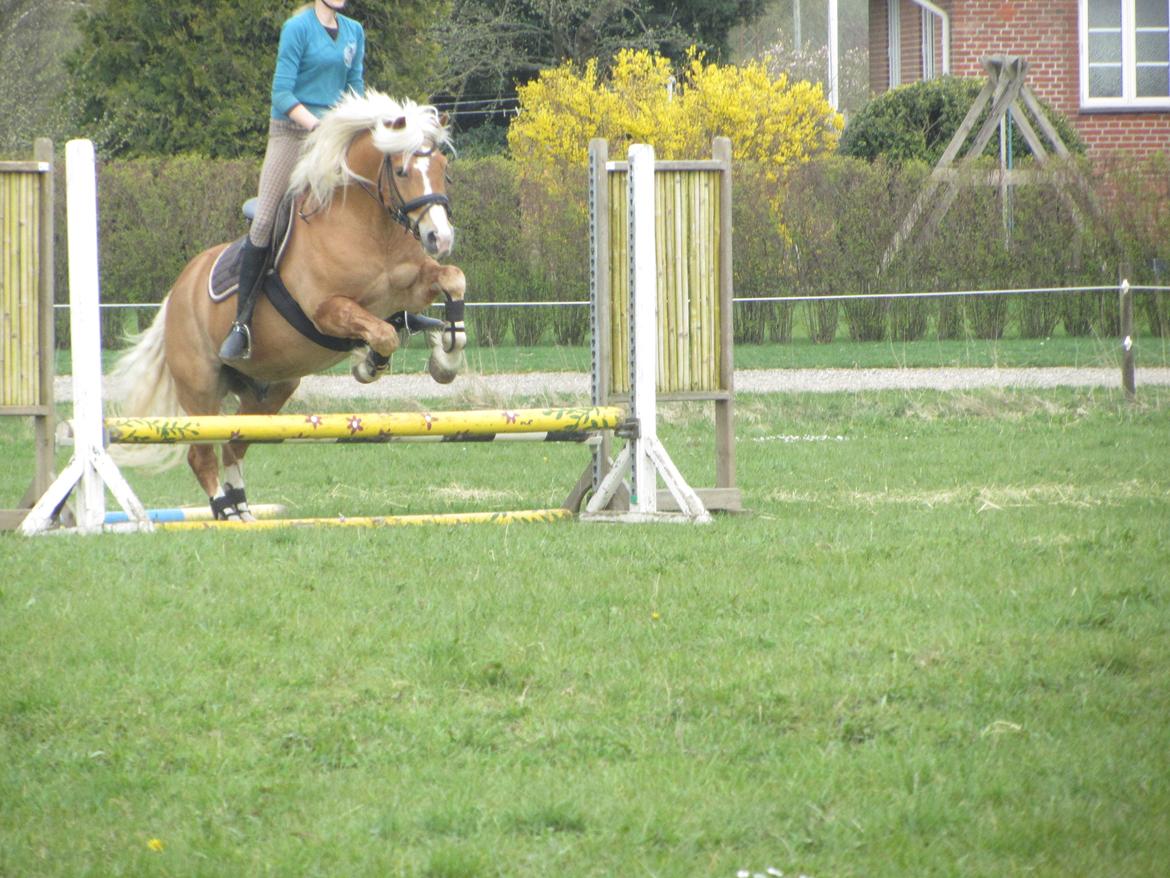 Haflinger Lasso billede 2